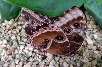 Motýlí dům Papilonia 2018