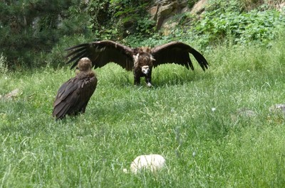 ZOO Praha