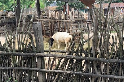 Výlet do ZOO Dvůr Králové