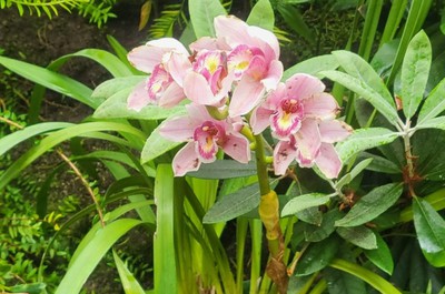 Na naší dovolené jsme navštívili Botanickou zahradu v Teplicích