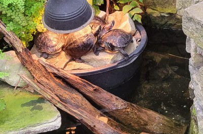 Na naší dovolené jsme navštívili Botanickou zahradu v Teplicích