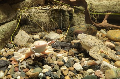 Na naší dovolené jsme navštívili ZOO v Ústí nad Labem