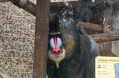 Na naší dovolené jsme navštívili ZOO v Ústí nad Labem