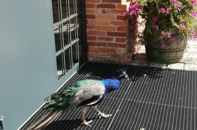 Výlet do Varnsdorfu do pivovaru Kocour a na hrad Tolštejn